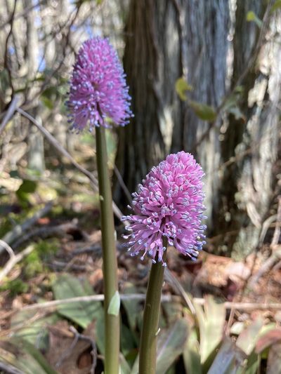 Helonias bullata, photographed by er-birds