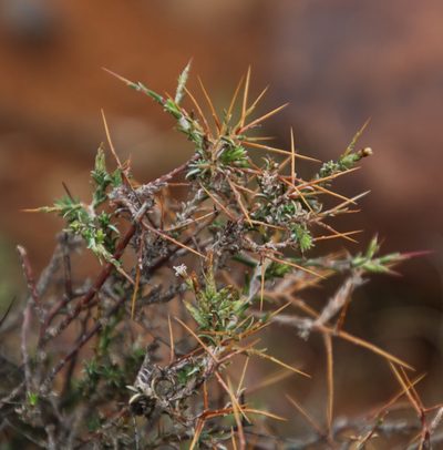 Pterothrix spinescens, photographed by Tony Rebelo