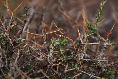 Pterothrix spinescens, photographed by Tony Rebelo