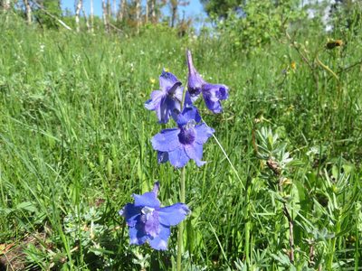 Delphinium bicolor, photographed by dghjertaas