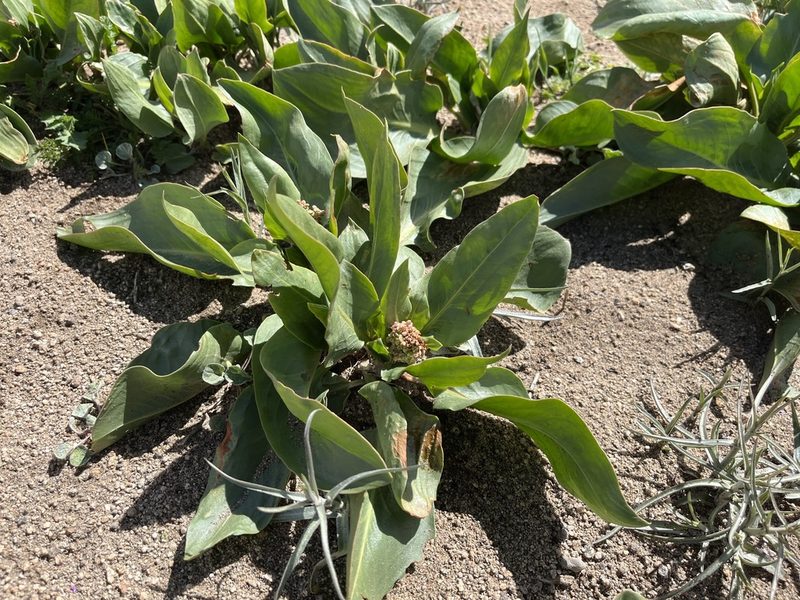 Rumex venosus, photographed by Justin Felder