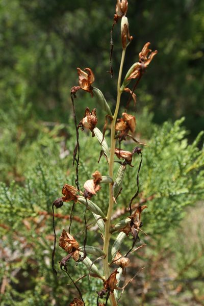 Himantoglossum caprinum, photographed by Oleg Kosterin