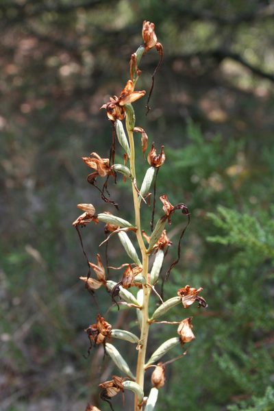 Himantoglossum caprinum, photographed by Oleg Kosterin