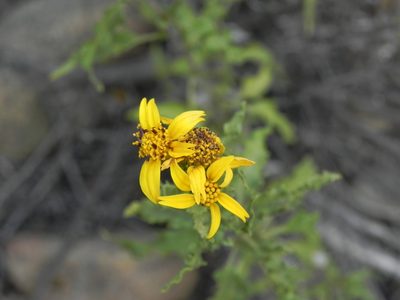 Bahiopsis laciniata, photographed by James C. Davis