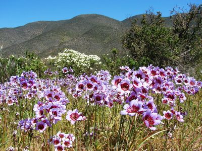 Leucocoryne purpurea, photographed by Patricio Novoa
