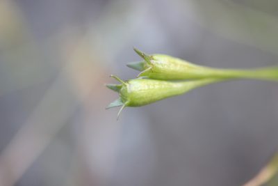 Wahlenbergia ramosa, photographed by Joe Dillon