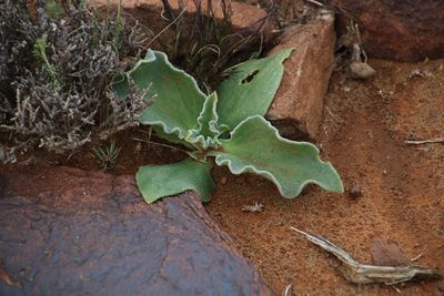 Mesembryanthemum guerichianum, photographed by Tony Rebelo