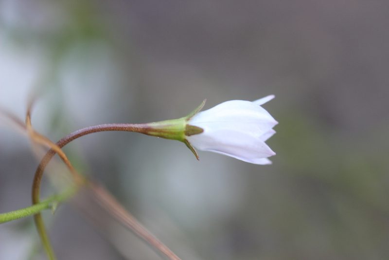Wahlenbergia ramosa, photographed by Joe Dillon