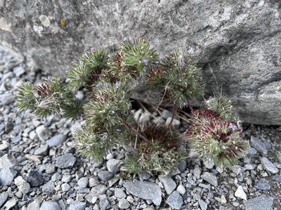 Navarretia squarrosa, photographed by Uwe Schneehagen