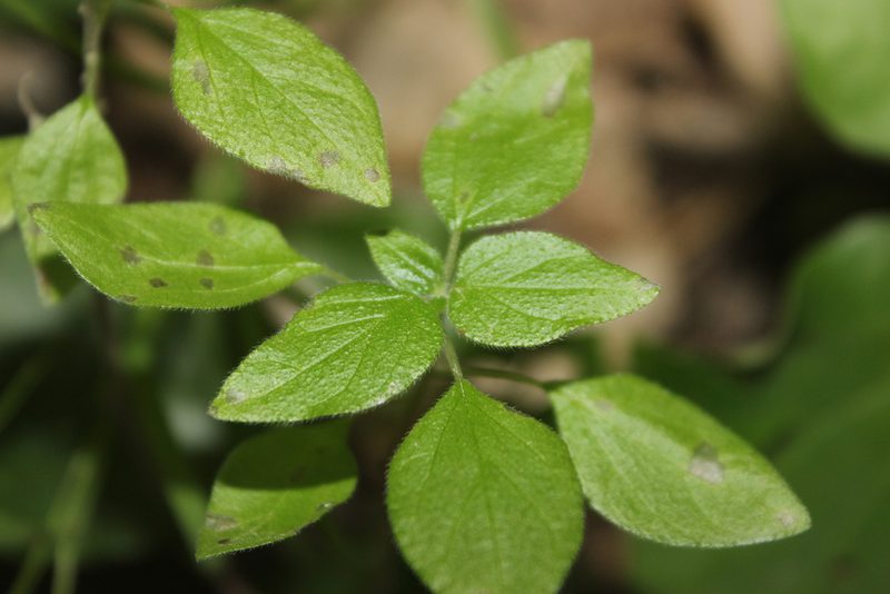 Parietaria debilis, photographed by Joe Dillon