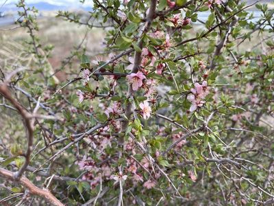 Prunus andersonii, photographed by Justin Felder