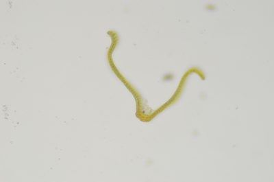 Codriophorus mollis, photographed by Randal