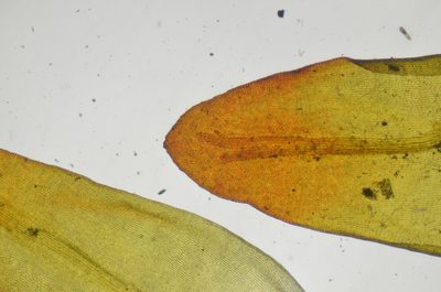 Codriophorus mollis, photographed by Randal