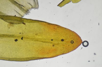 Codriophorus mollis, photographed by Randal