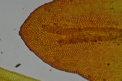 Codriophorus mollis, photographed by Randal