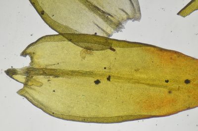Codriophorus mollis, photographed by Randal
