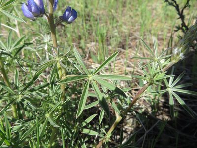 Lupinus argenteus, photographed by dghjertaas