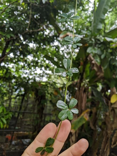 Akebia longeracemosa, photographed by 潘立傑 LICHIEH_PAN
