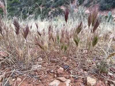 Bromus rubens, photographed by Jim Gale