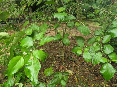 Solanum torvum, photographed by 潘立傑 LICHIEH_PAN