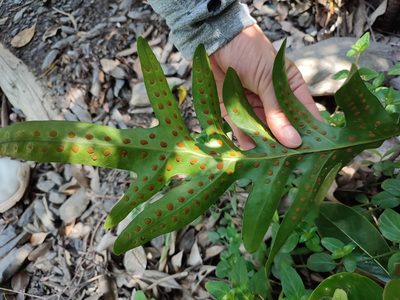 Microsorum scolopendria, photographed by Manis Lin