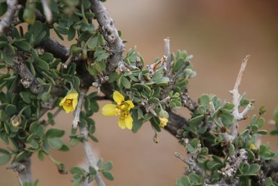 Roepera lichtensteiniana, photographed by Tony Rebelo