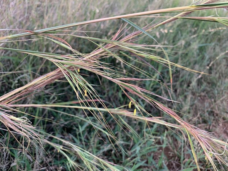 Hyperthelia dissoluta, photographed by Dave Richardson