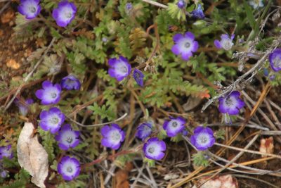 Phacelia douglasii
