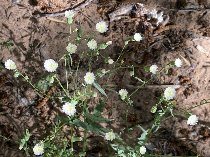Malacothrix stebbinsii, photographed by Jim Gale