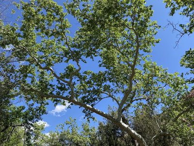 Platanus wrightii, photographed by Jim Gale