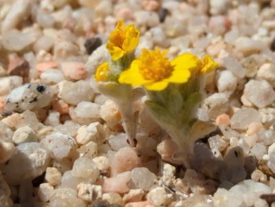 Eriophyllum wallacei, photographed by rockybajada
