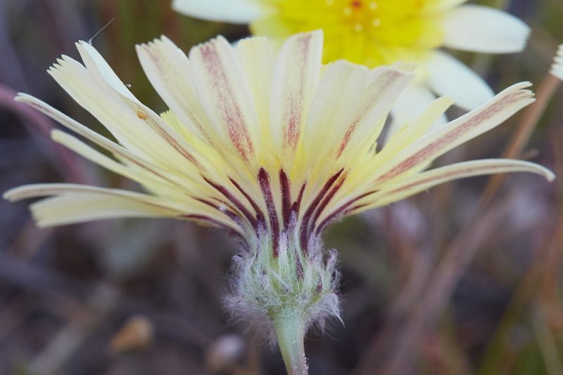 Malacothrix californica, photographed by Ken-ichi Ueda