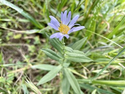 Symphyotrichum chilense, photographed by Dutza K.