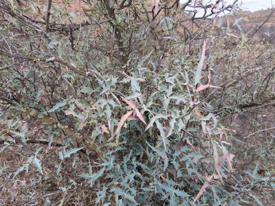 Berberis haematocarpa, photographed by Alina Martin