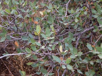 Quercus turbinella, photographed by Alina Martin