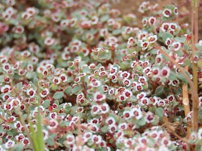 Euphorbia melanadenia, photographed by Alina Martin