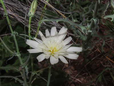 Rafinesquia neomexicana, photographed by Alina Martin