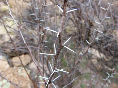 Vachellia constricta, photographed by Alina Martin