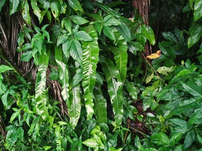 Asplenium nidus, photographed by Steve Fitzgerald