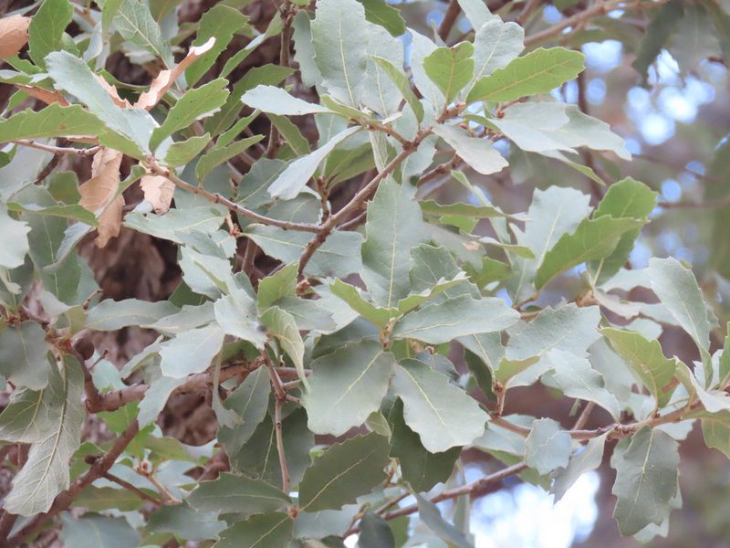 Quercus arizonica, photographed by Alina Martin
