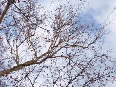 Platanus wrightii, photographed by Alina Martin