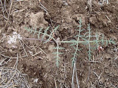 Lomatium nevadense, photographed by Tom Wainwright