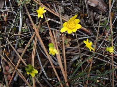 Crocidium multicaule