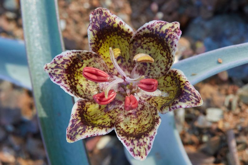 Fritillaria falcata, photographed by Ken-ichi Ueda