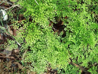 Adiantum aethiopicum, photographed by Em Lamond