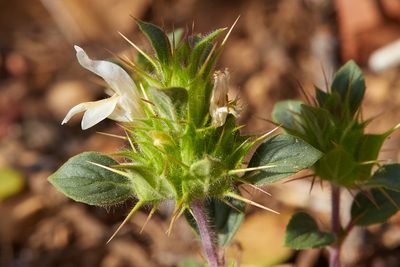 Acanthomintha lanceolata, photographed by Ken-ichi Ueda