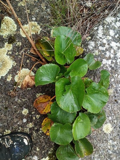 Ornduffia calthifolia, photographed by Em Lamond