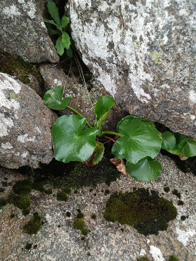 Ornduffia calthifolia, photographed by Em Lamond