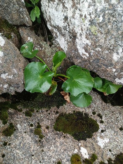 Ornduffia calthifolia, photographed by Em Lamond