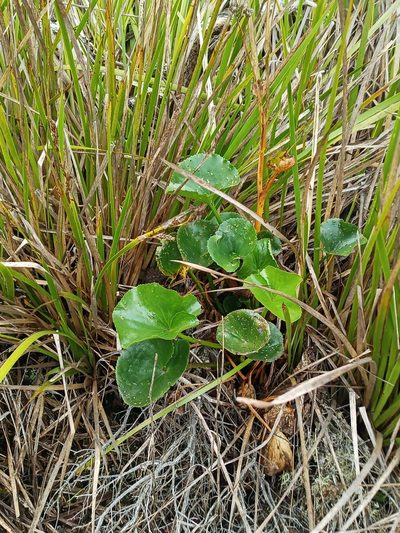 Ornduffia calthifolia, photographed by Em Lamond